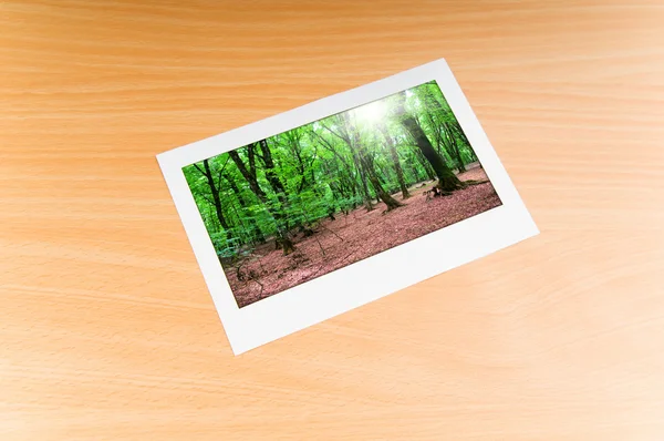 在画框上的森林 — 图库照片