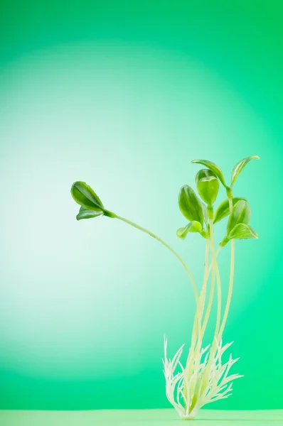 Yeni yaşam konsepti gösteren yeşil fide — Stok fotoğraf