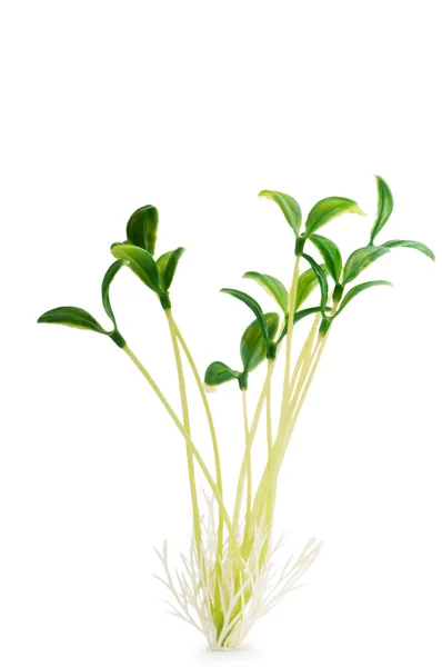 Naturen koncept - plantor på vit — Stockfoto