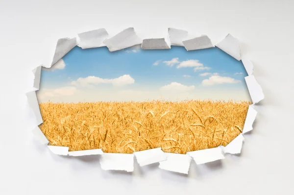 Campo de trigo através do furo no papel — Fotografia de Stock