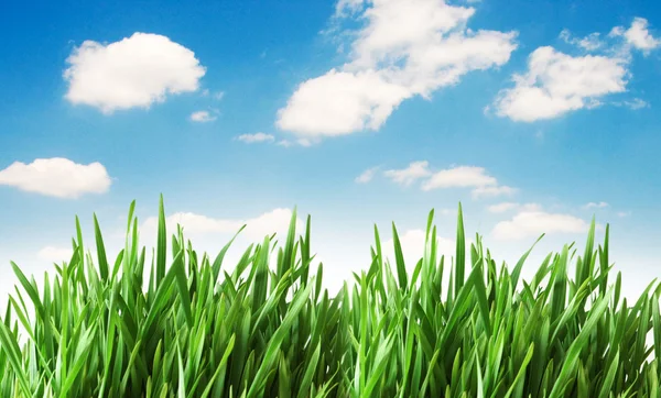 Grönt gräs mot blå himmel — Stockfoto