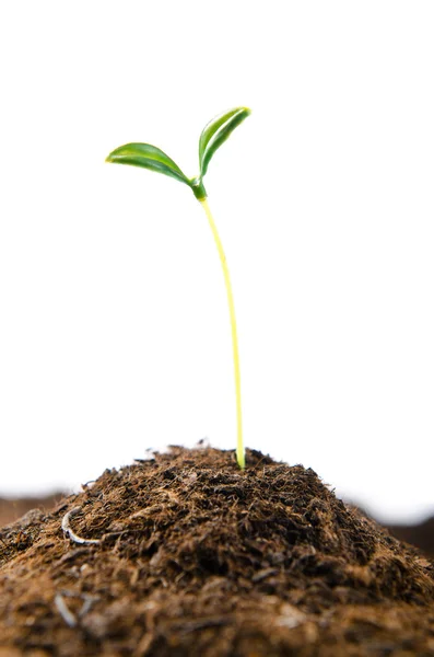 Gröna plantor i nytt livskoncept — Stockfoto