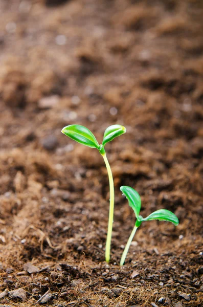 Yeni hayat konseptinde yeşil tohumlar — Stok fotoğraf