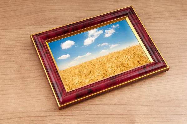 Campo de trigo no quadro — Fotografia de Stock