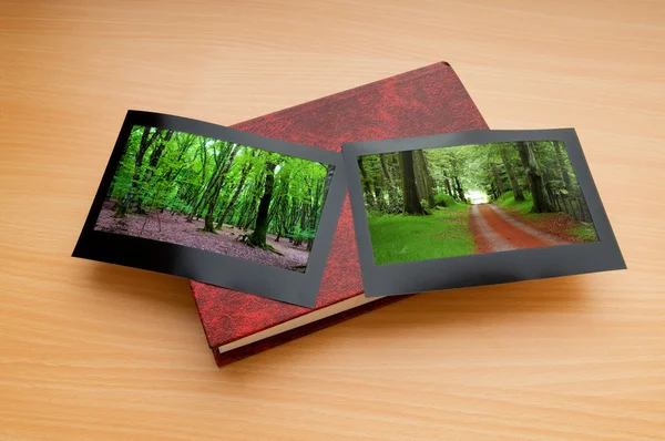 stock image Forest on the picture frames