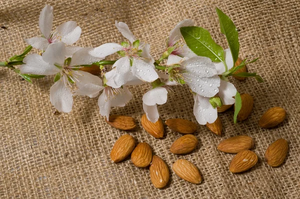 stock image Almonds blossom