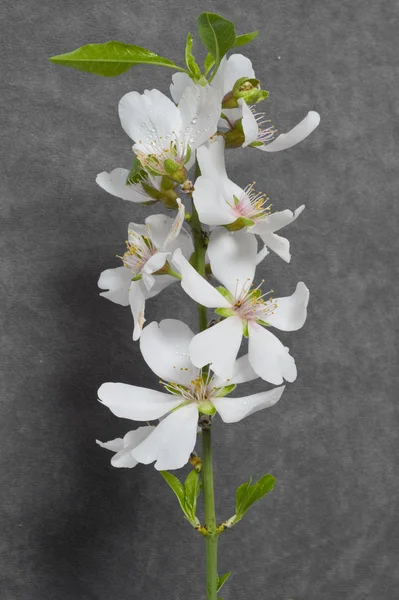 อัลมอนด์ ดอกไม้บนพื้นหลังสีเทา — ภาพถ่ายสต็อก