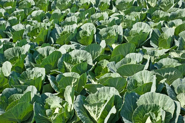 stock image Field with young cabbage