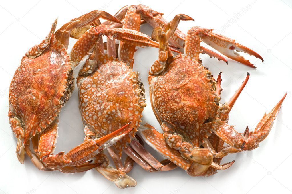 Boiled crabs on white background