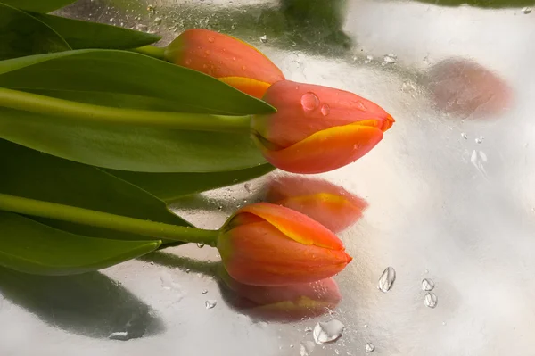 Красные тюльпаны с капельками воды — стоковое фото