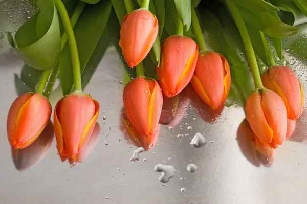 Tulipani rossi freschi con gocce d'acqua — Foto Stock