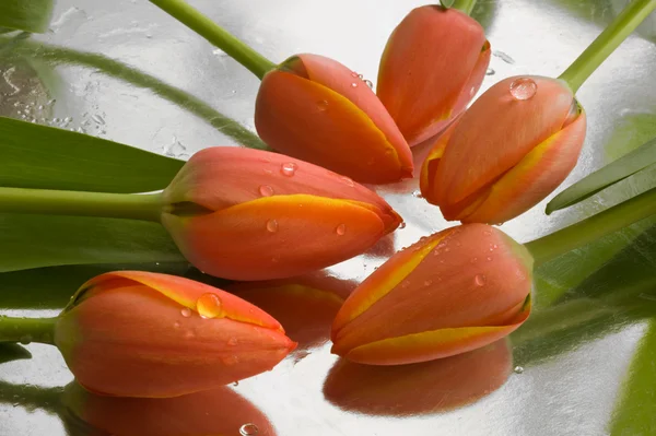 Tulipani rossi freschi con gocce d'acqua — Foto Stock