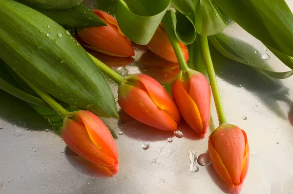 Tulipani rossi freschi con foglie — Foto Stock