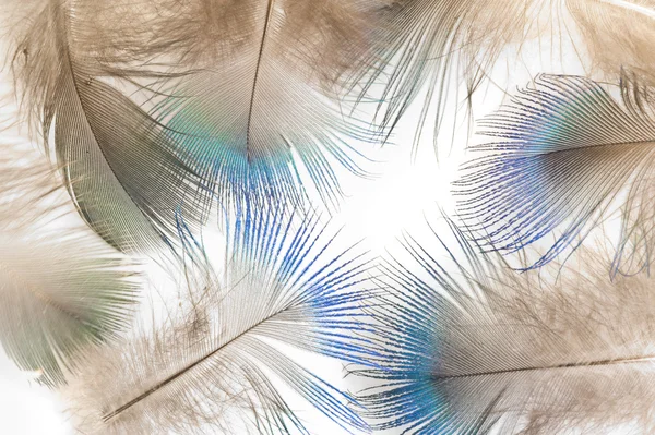 Перья павлина — стоковое фото