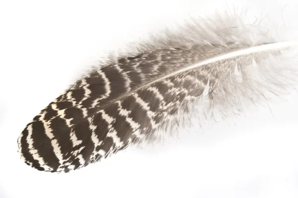 Pena de um pavão — Fotografia de Stock