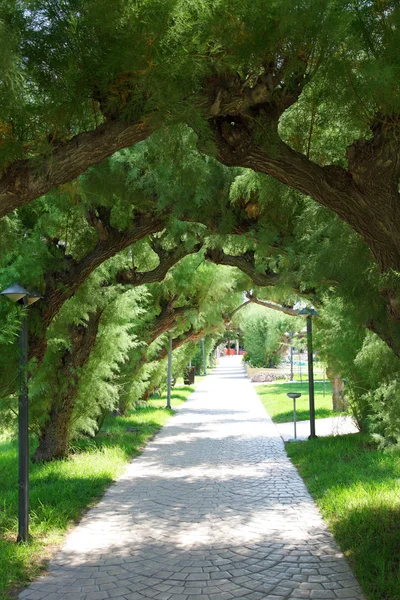 stock image Branches of trees as an arch