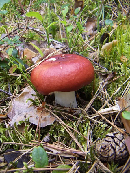 Cogumelo vermelho russula — Fotografia de Stock