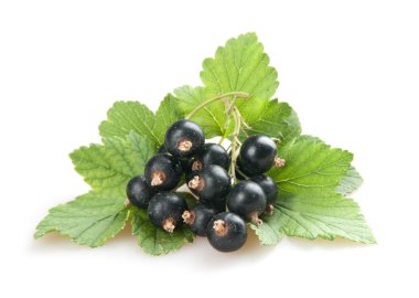 Blackcurrant