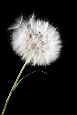 Dandelion clipart