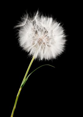 Dandelion clipart