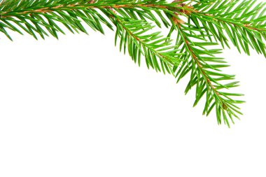 Green fir clipart