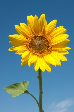 Sunflower clipart