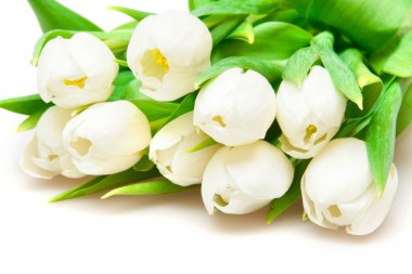 White tulips clipart