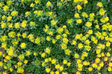 Sarı flowerbed