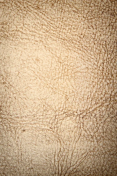 Δέρμα — Φωτογραφία Αρχείου