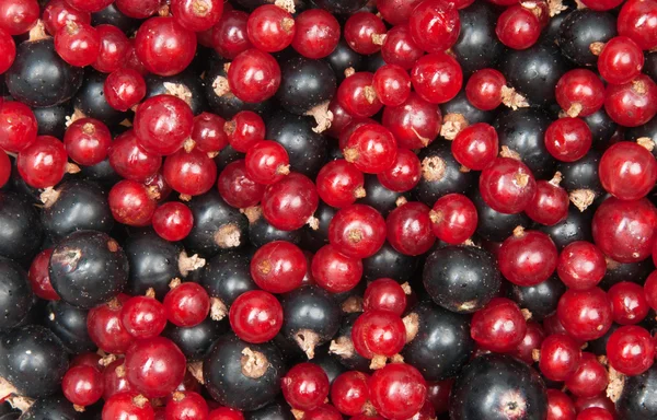 Röda vinbär och svarta vinbär — Stockfoto