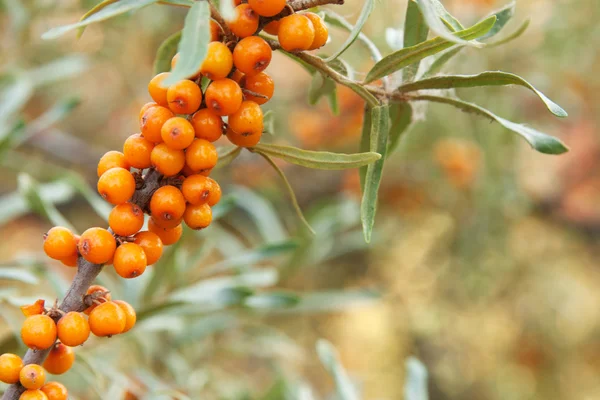 Sea-buckthorn — Stock Photo, Image