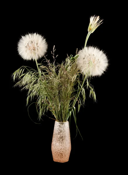 stock image Dandelion