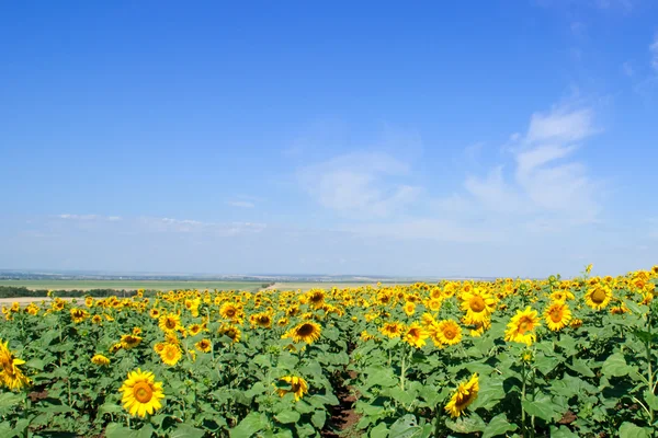 Floarea soarelui — Fotografie, imagine de stoc