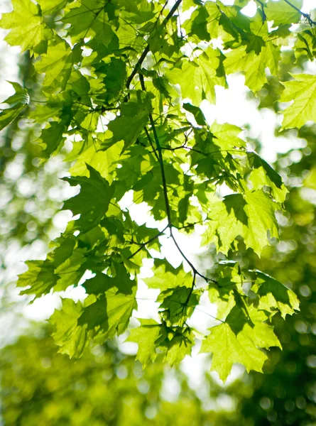 Stock image Green leaves