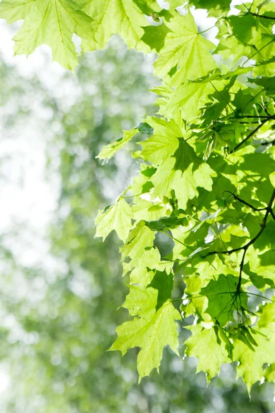 stock image Green leaves