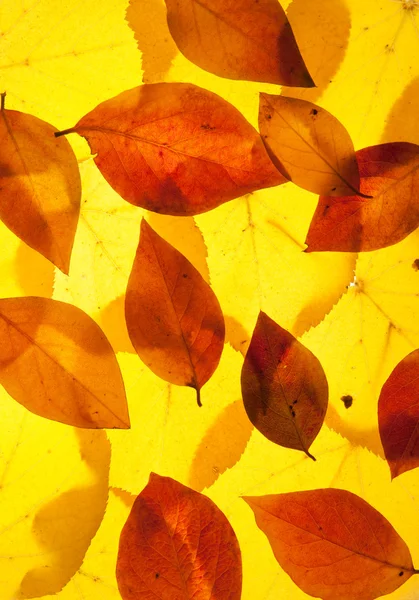 Geel en rood blad — Stockfoto