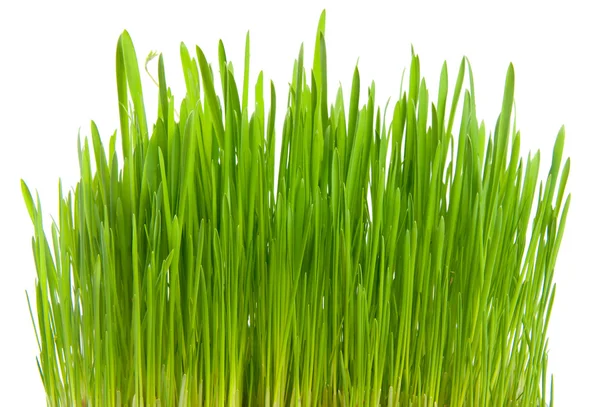 stock image Green grass