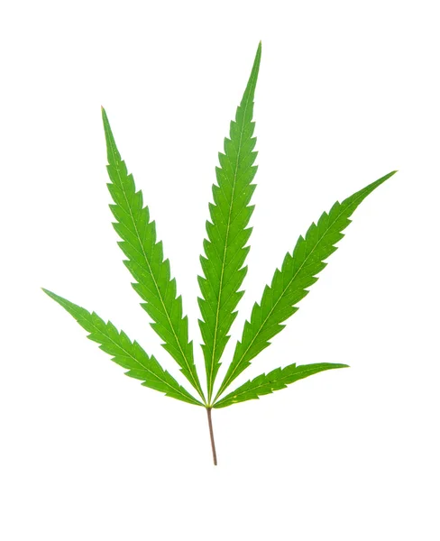 Leaf of hemp — Stock Photo, Image