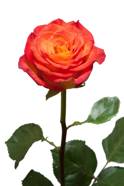 Роза — стоковое фото