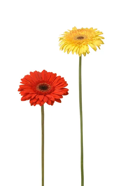 两个菊花 — 图库照片