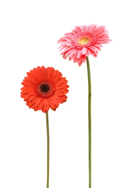 Twee daisy — Stockfoto