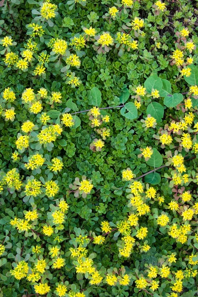Yellow flowerbed — Stock Photo, Image