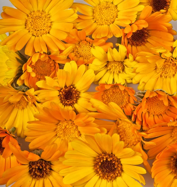 Kadife çiçekleri — Stok fotoğraf