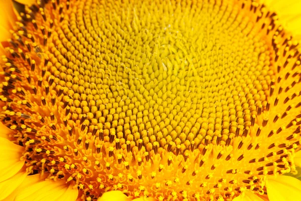 Соняшник — стокове фото