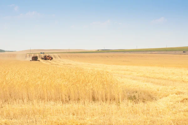 穀物の農業のコンバイン — ストック写真