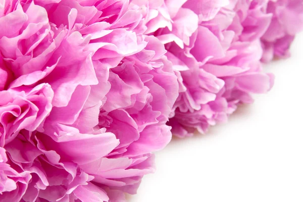 Peonies Royalty Free Stock Images