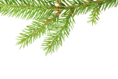 Green fir clipart