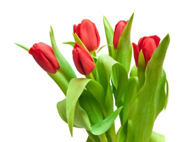 Tulips clipart