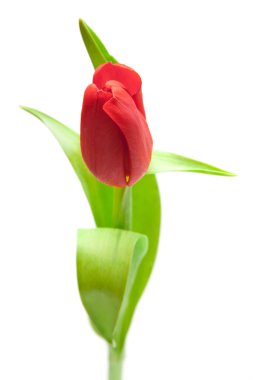 Red tulip clipart