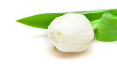 White tulip clipart